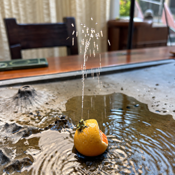 Squirting Frog